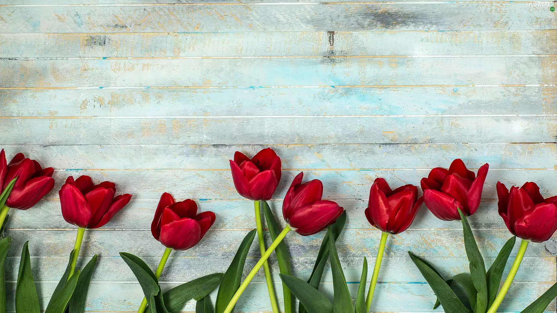 developed, Tulips, boarding, Red