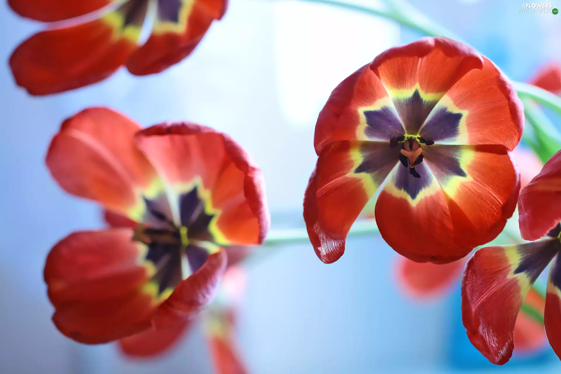 developed, Tulips, Flowers, Red