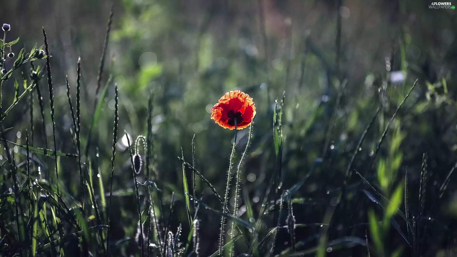 Buds, grass, developed, red weed, Colourfull Flowers