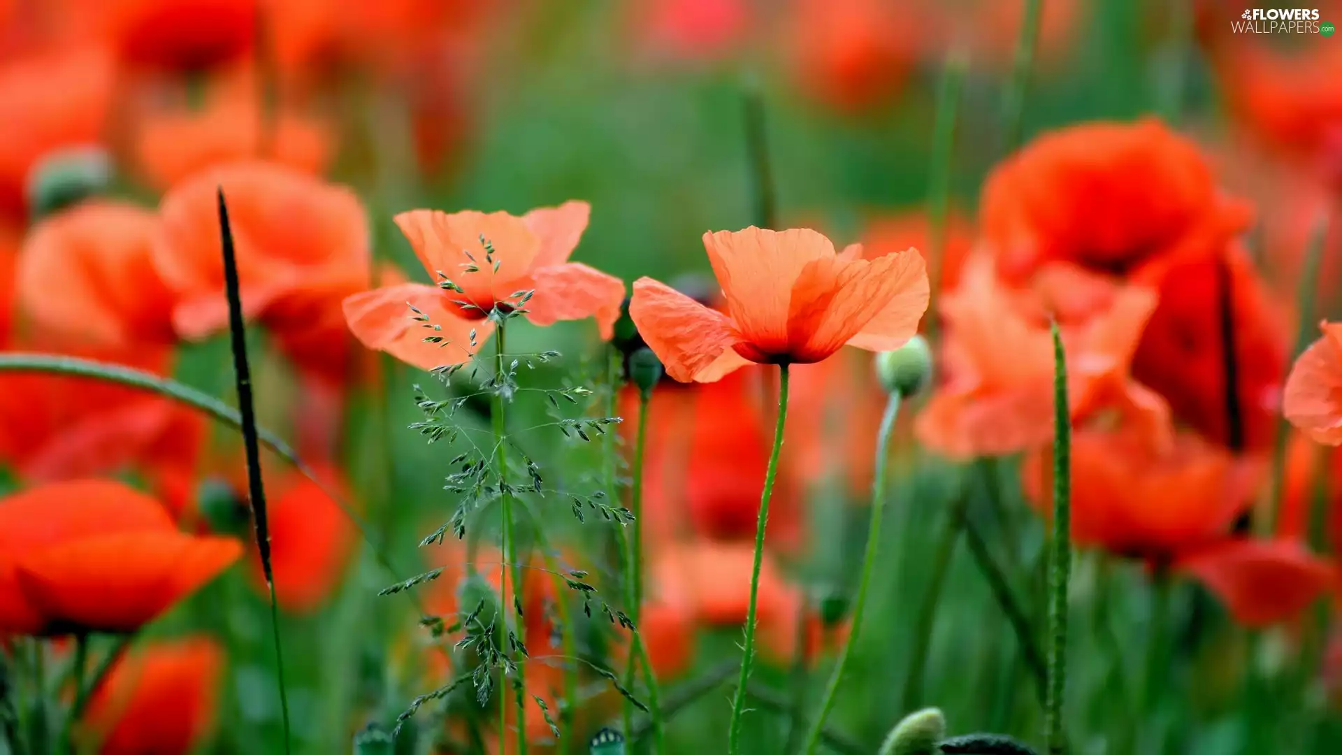 developed, papavers, grass, Red