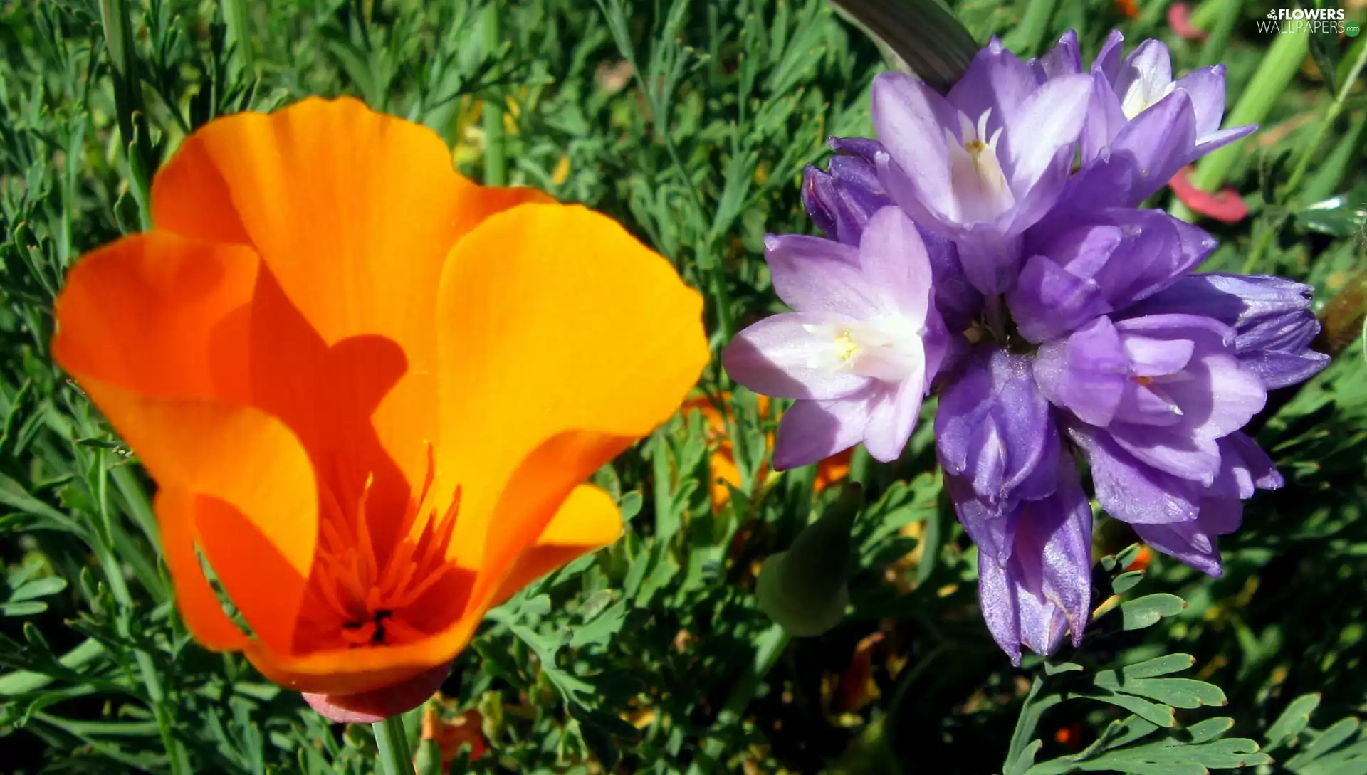 Dichelostemma, Flowers, red weed