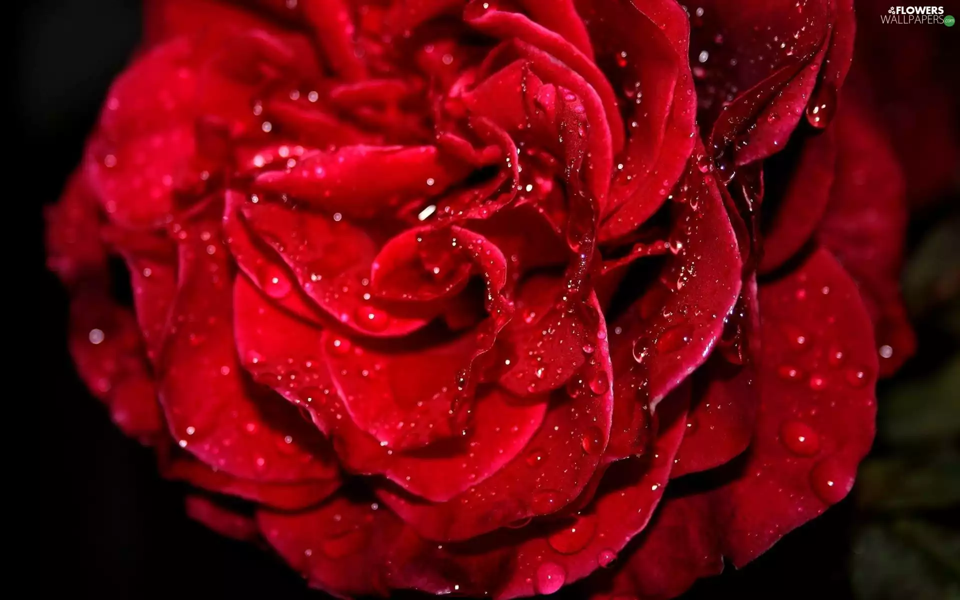 red, rose, drops