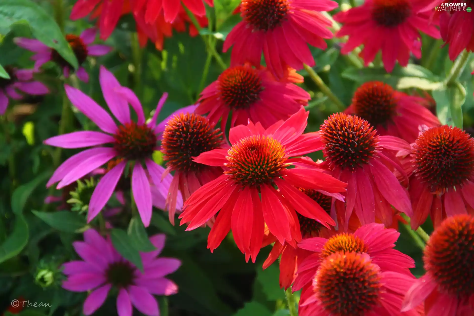 Red, echinacea