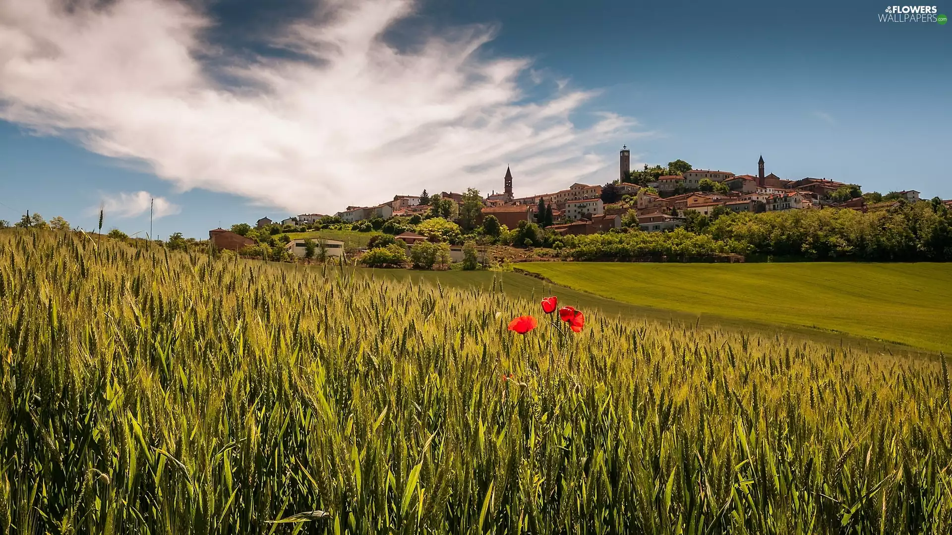 buildings, Italy, corn, red weed, Field
