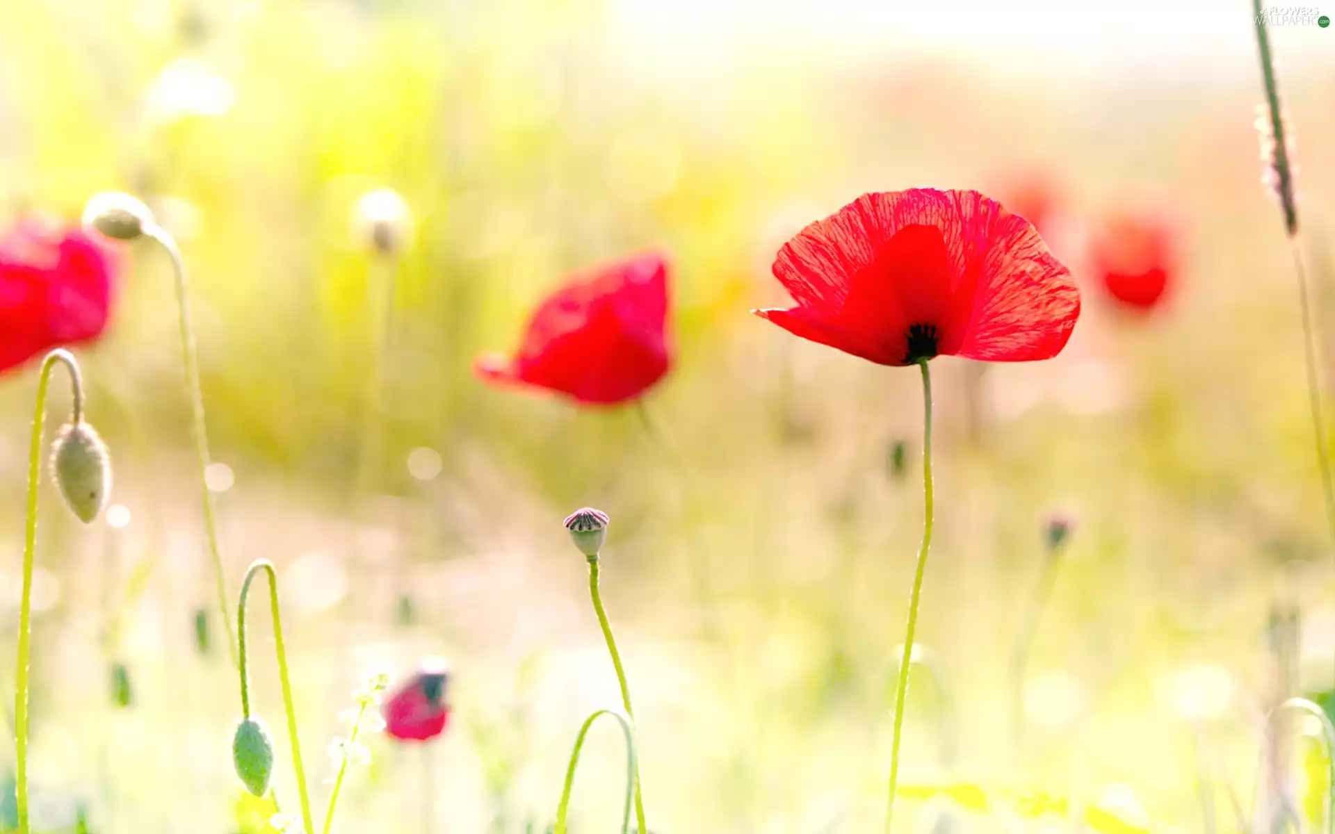 red weed, field