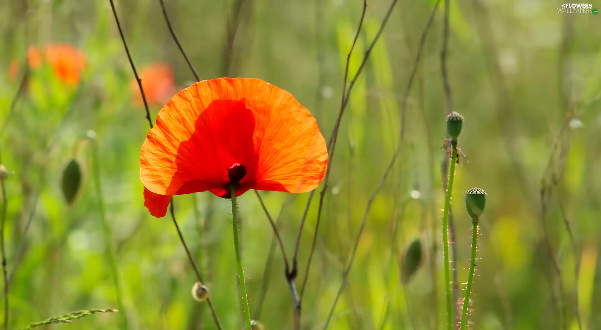 flakes, red weed, Red