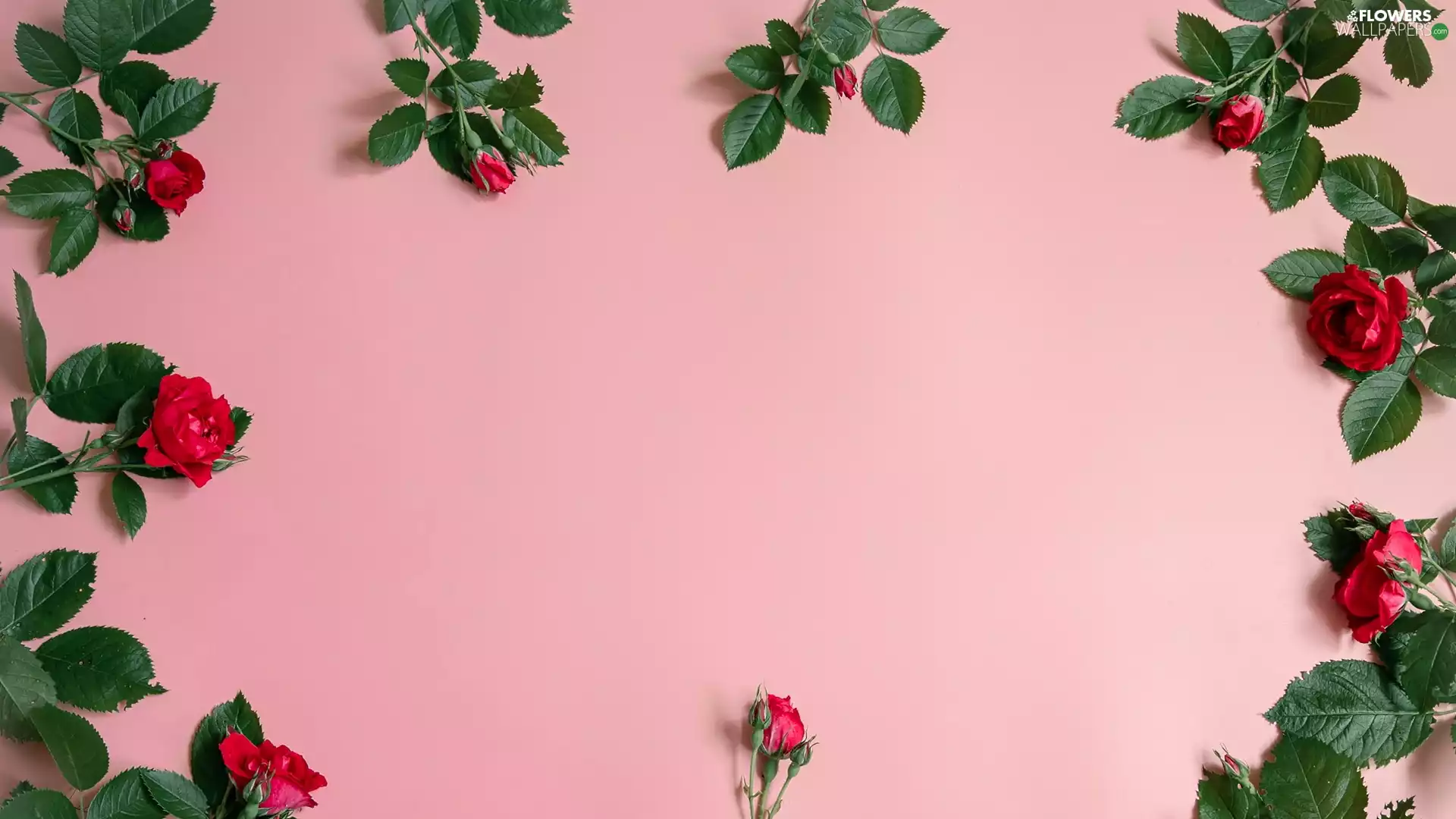 Leaf, Pink Background, Red, roses, Flowers