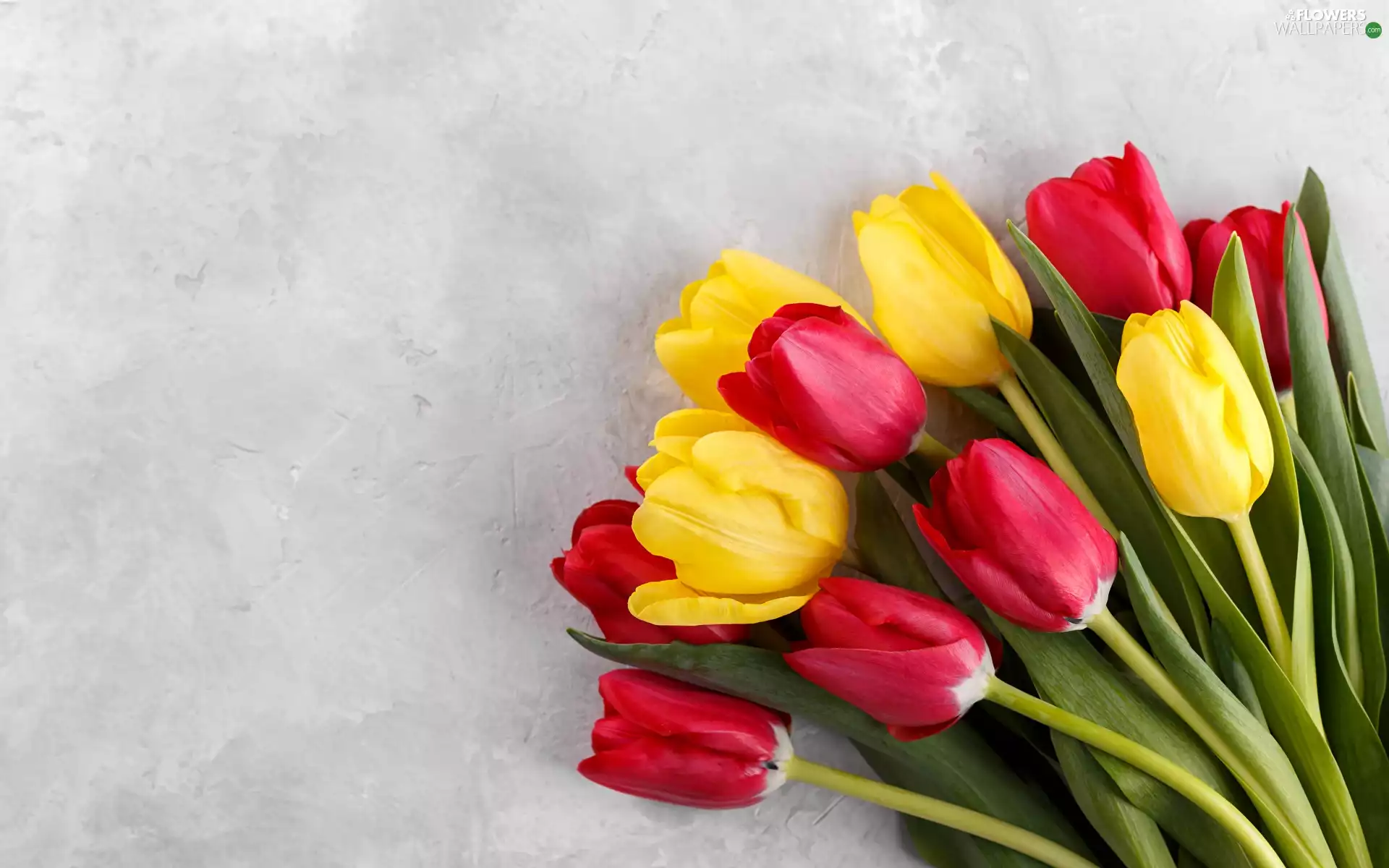 Tulips, bright background, Red, Yellow, Flowers