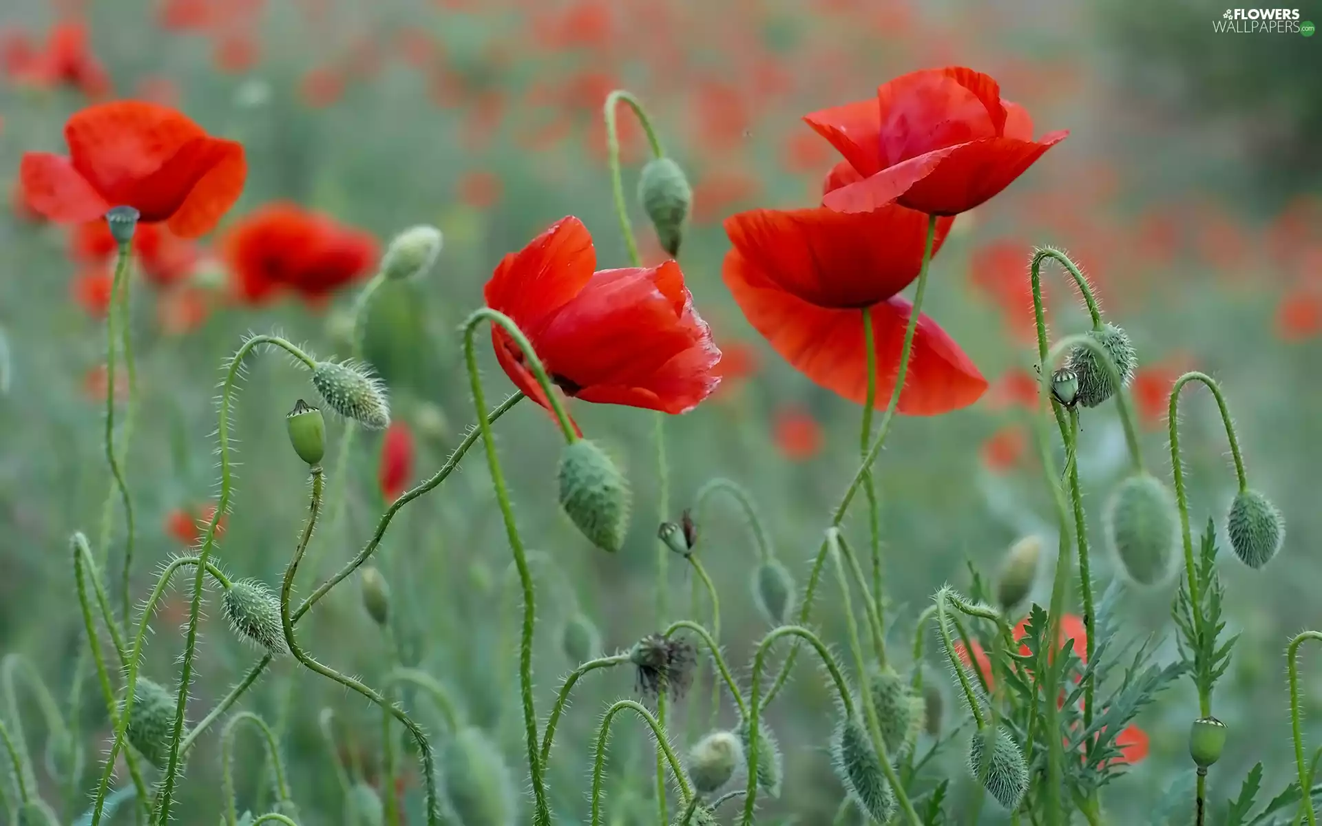 Flowers, papavers, Buds, Red