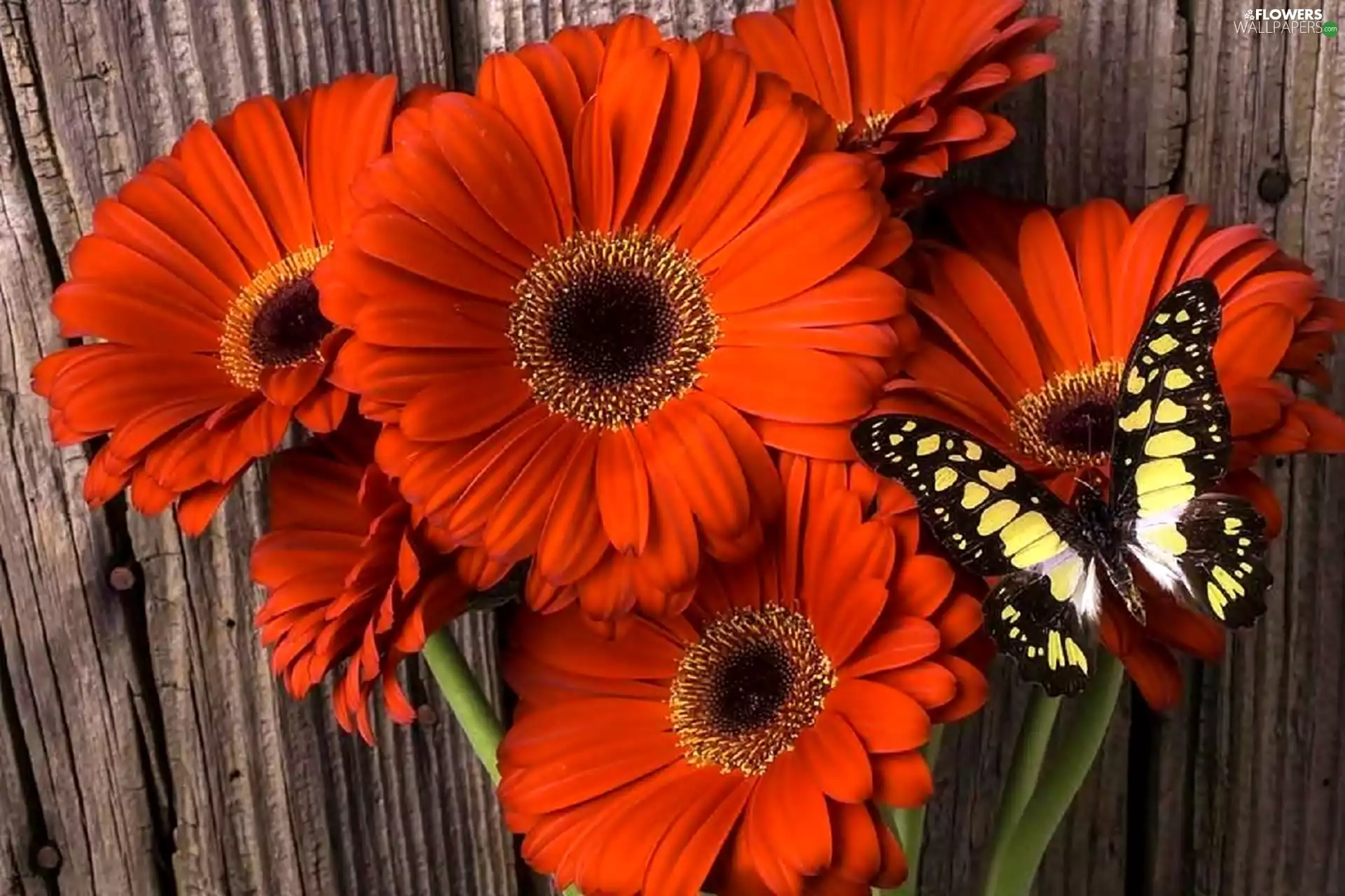Flowers, gerberas, butterfly, Red