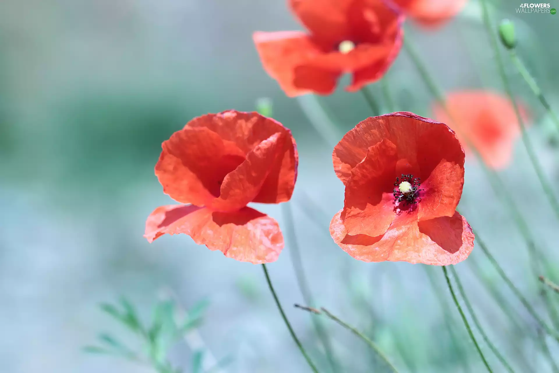 papavers, Red, Flowers, Two cars