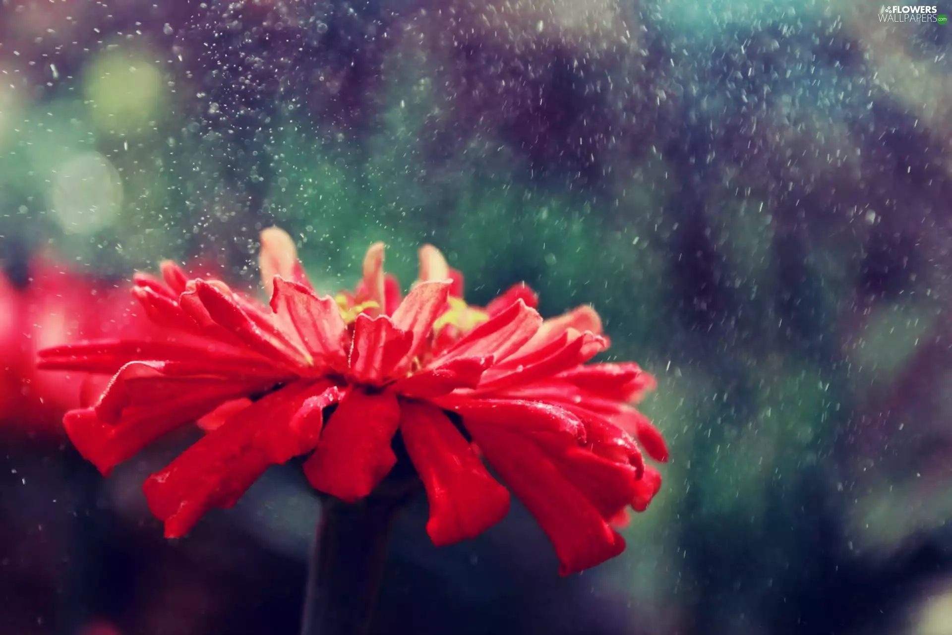 Red, Colourfull Flowers