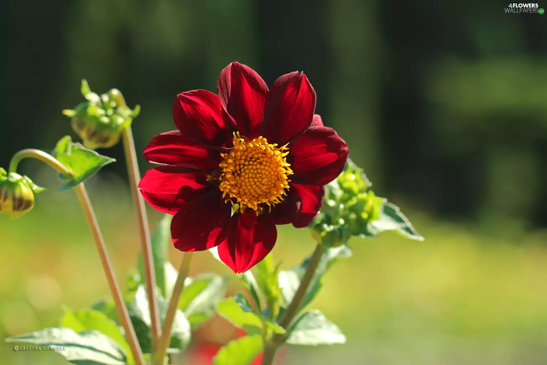 Colourfull Flowers, Dalia, Red