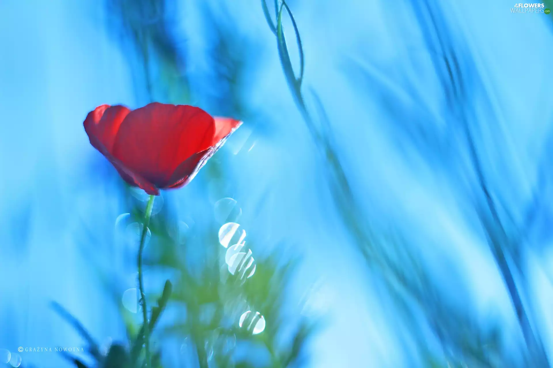 Colourfull Flowers, Red, red weed