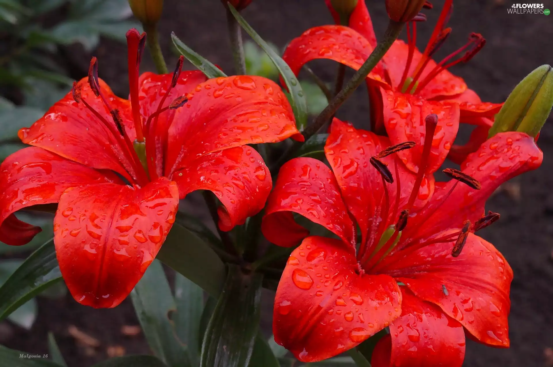 Flowers, lilies, drops, Red