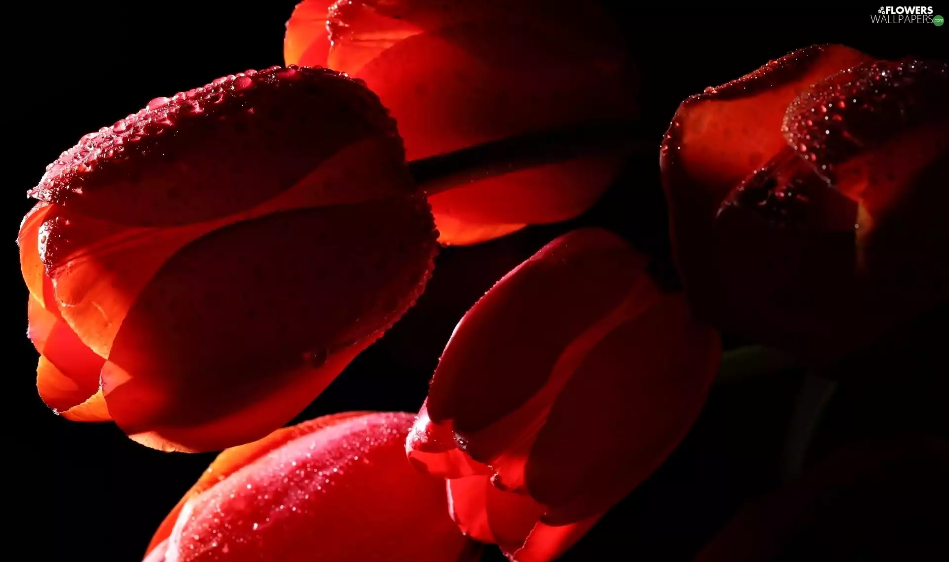 Flowers, Tulips, drops, Red