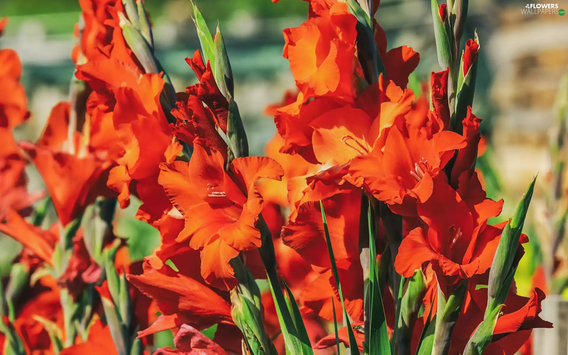 Flowers, gladioli, Gladioli, Red