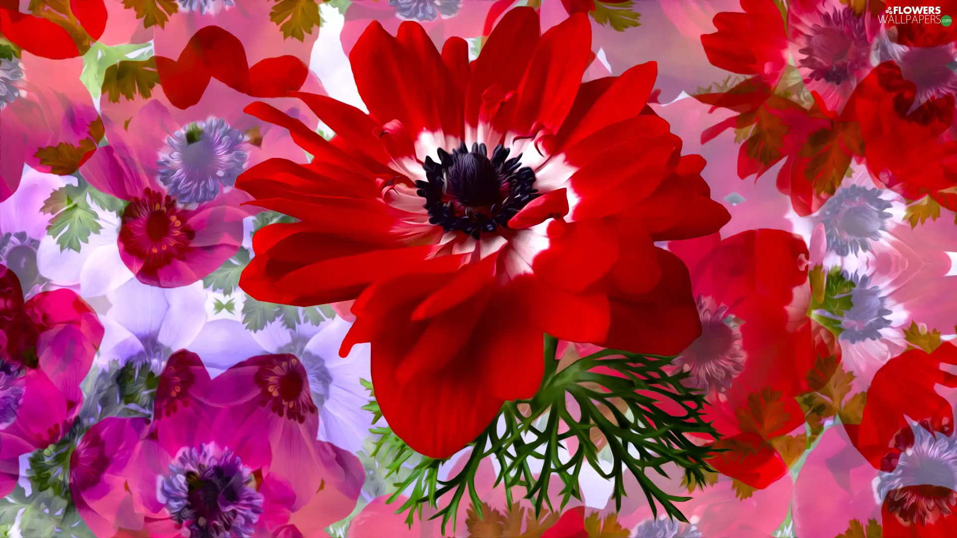 Flowers, anemone, graphics, Red