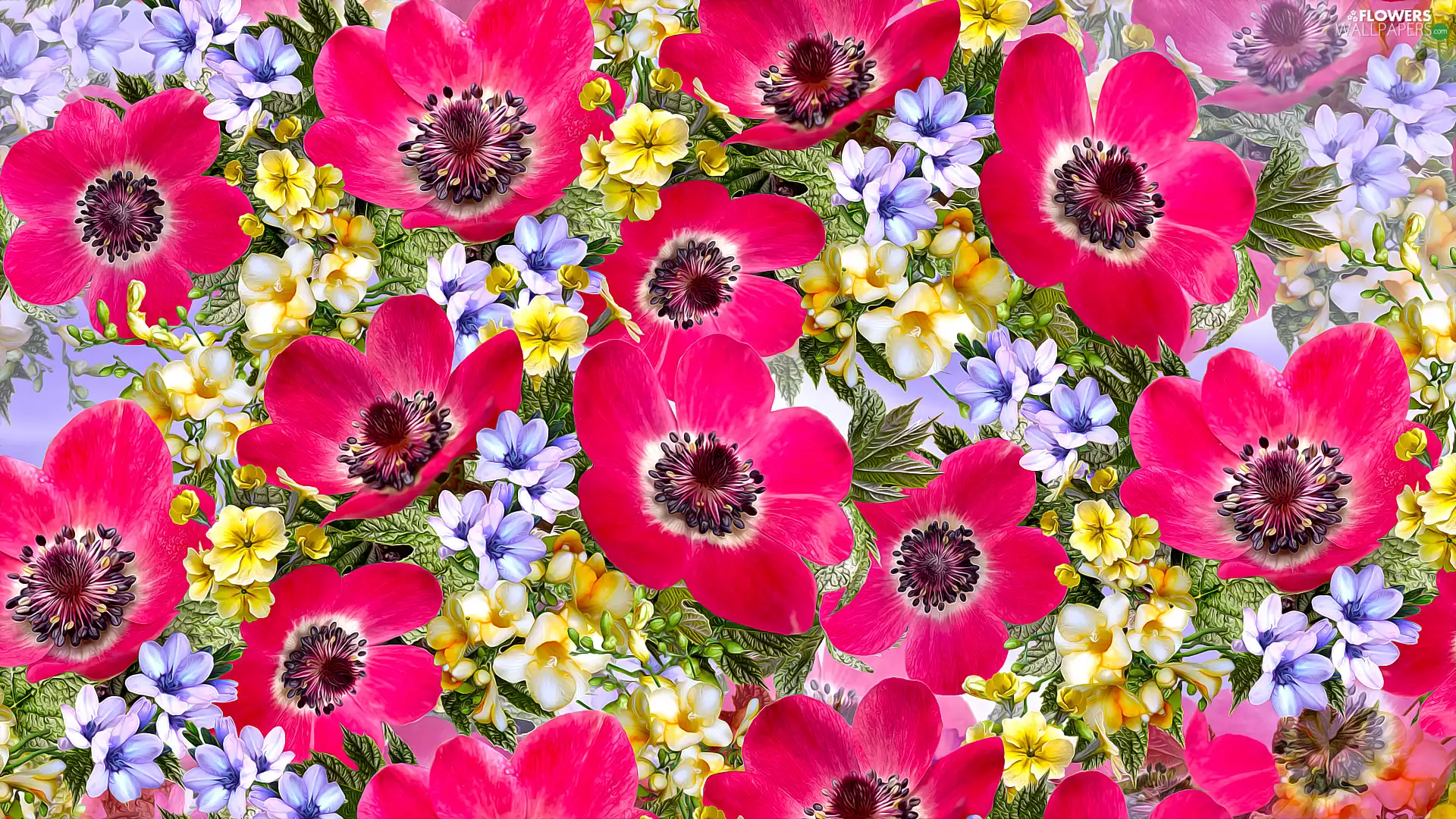 Flowers, Anemones, graphics, Red