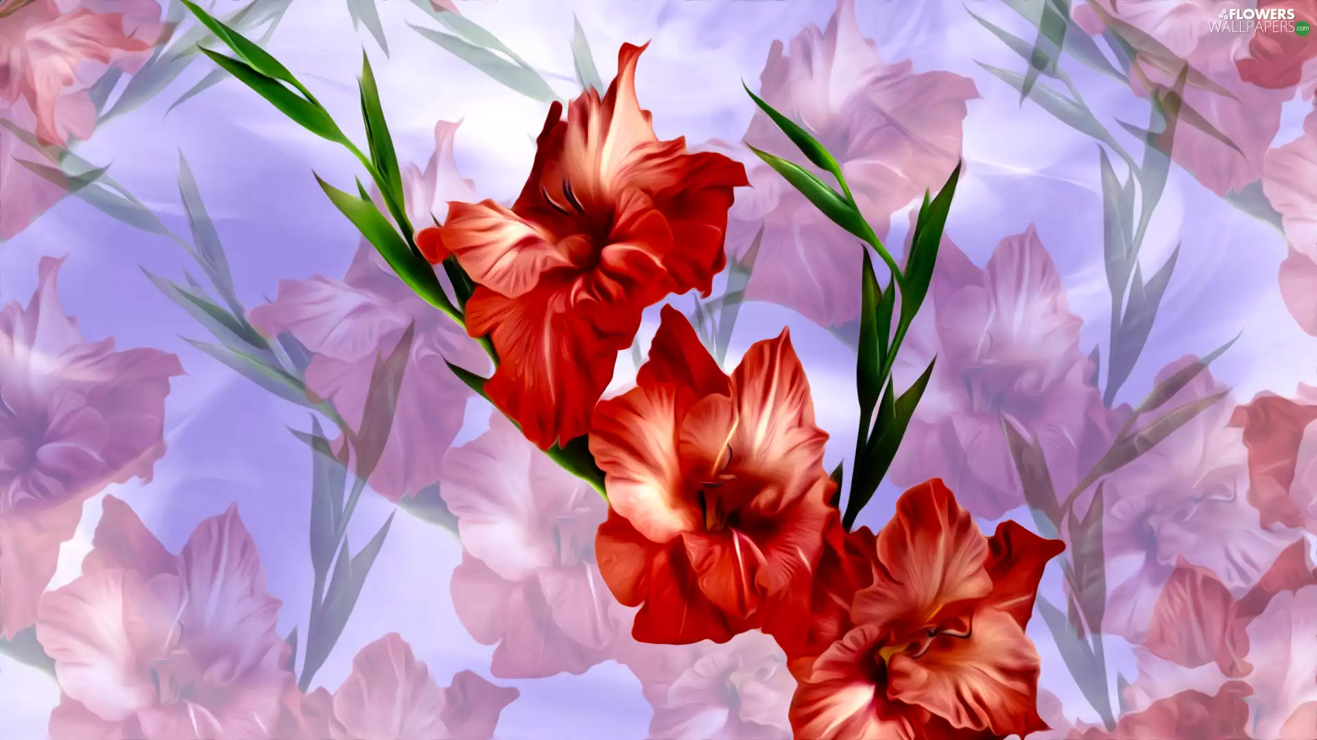 Flowers, gladiolus, graphics, Red