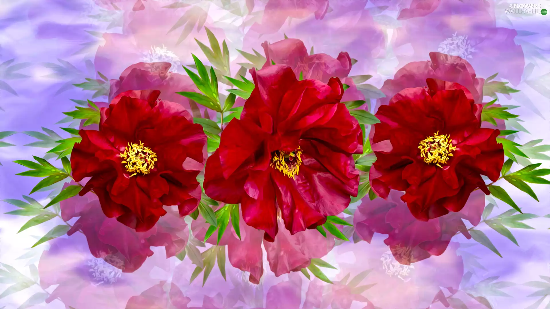 Flowers, Peonies, graphics, Red