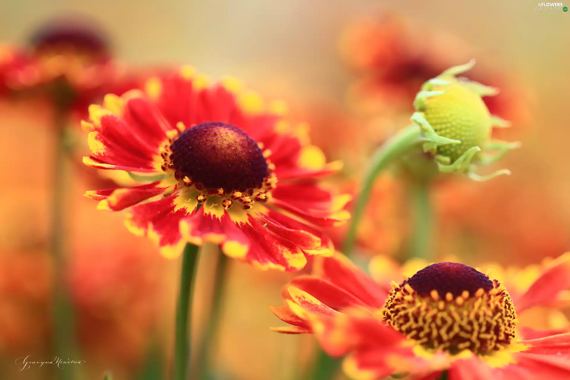 Red, Helenium, Flowers