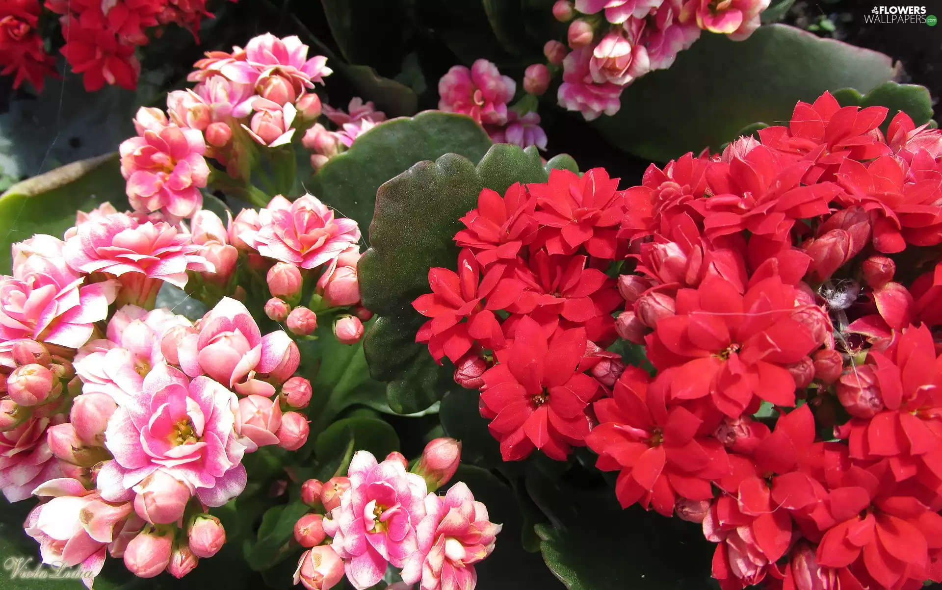 Flowers, Pink, Kalanchoe, Red