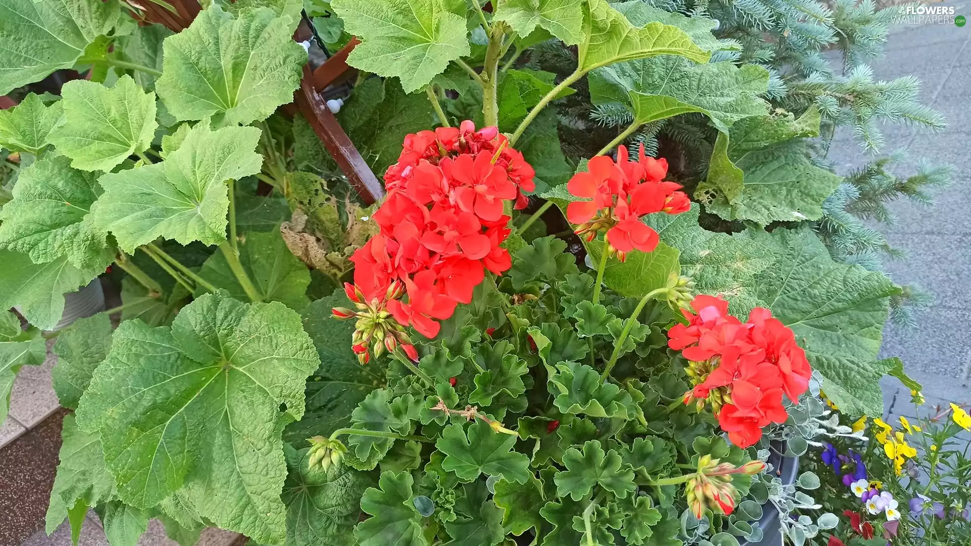 Flowers, geraniums, leaves, Red