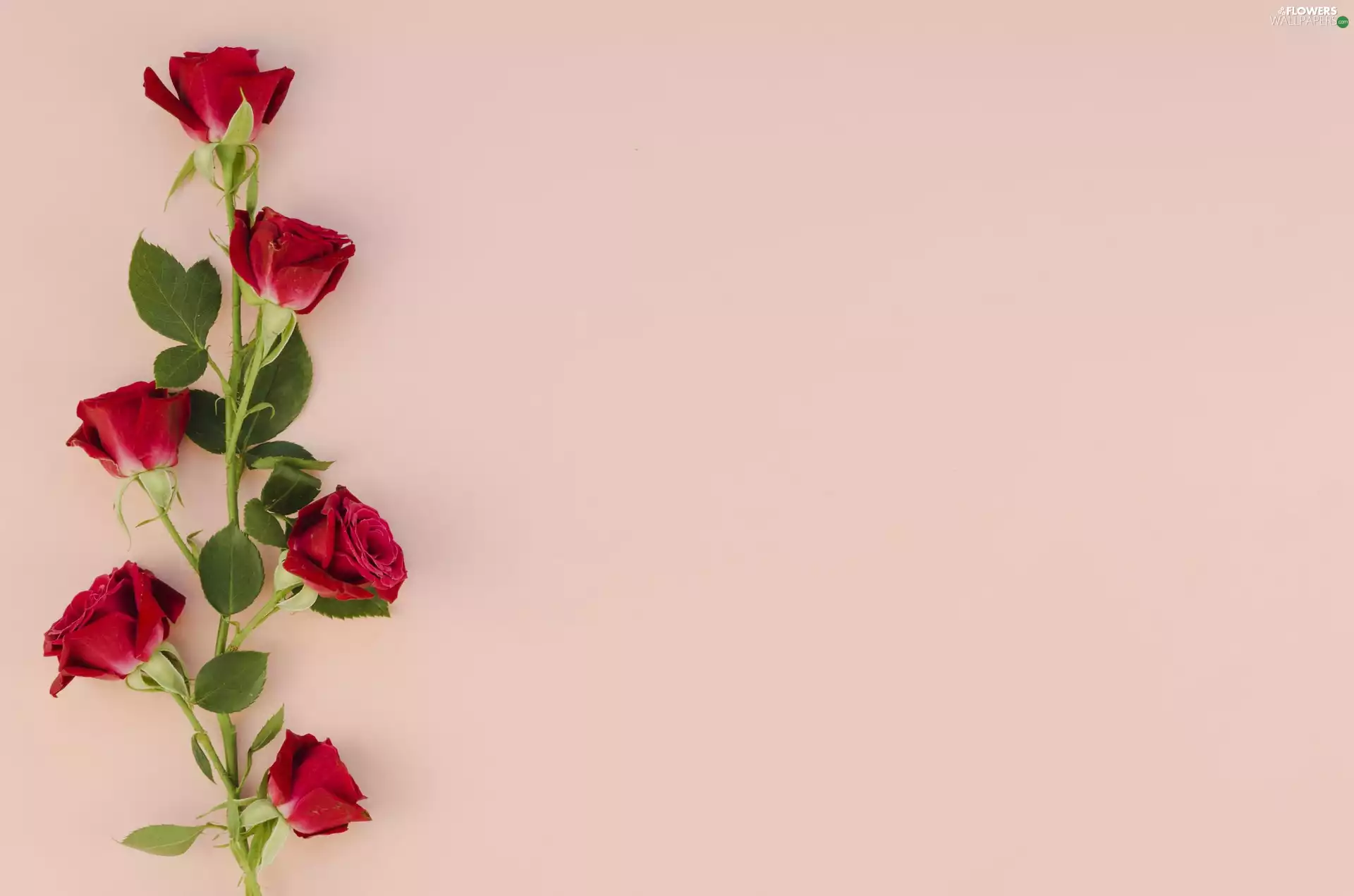 Flowers, roses, leaves, Red