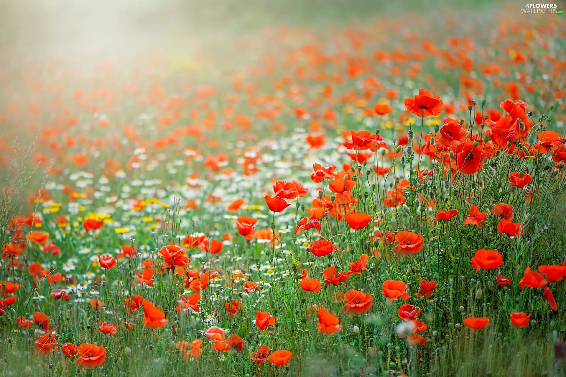 Flowers, papavers, Meadow, Red