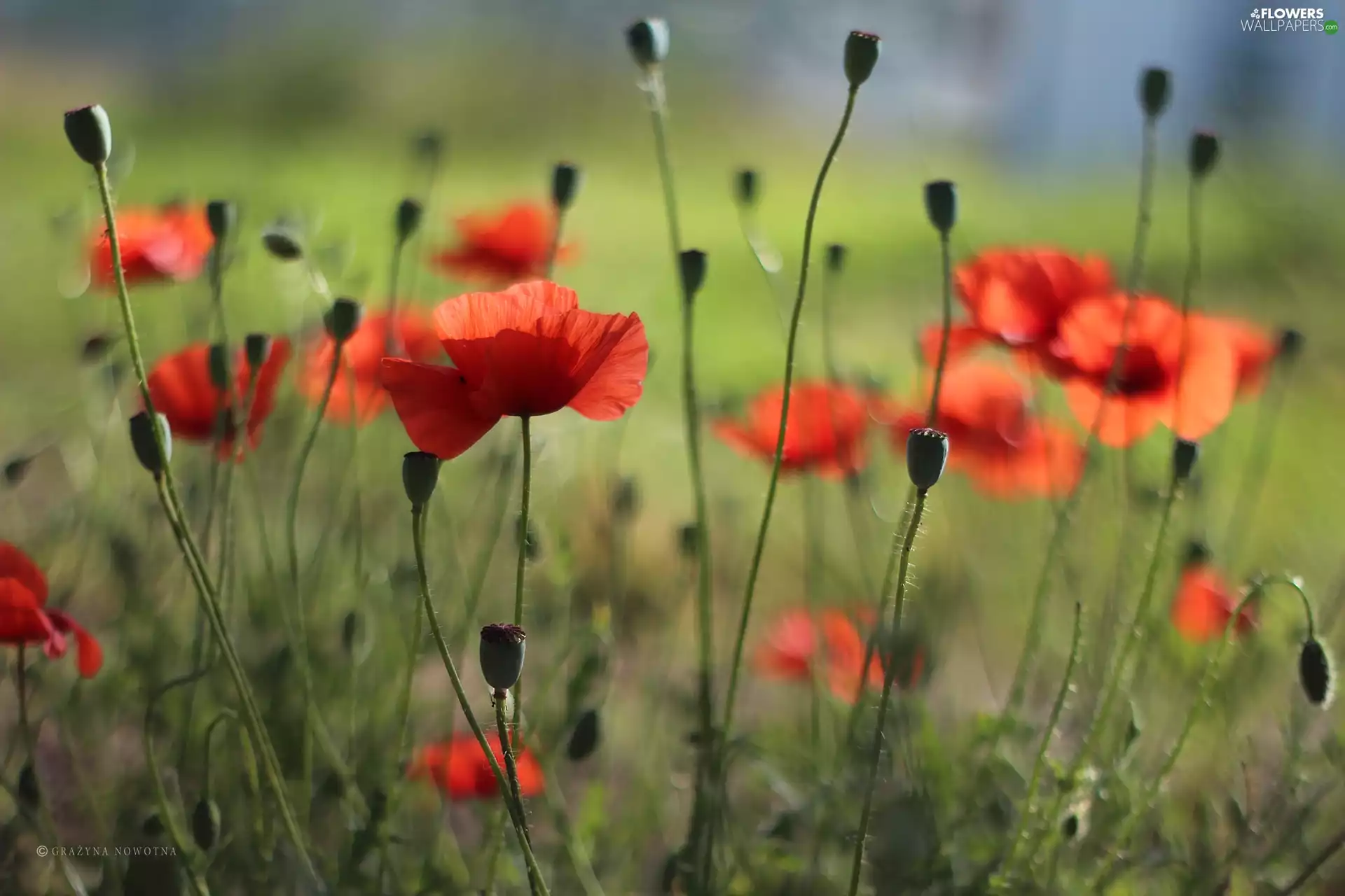 Red, Flowers, an, meadow, papavers