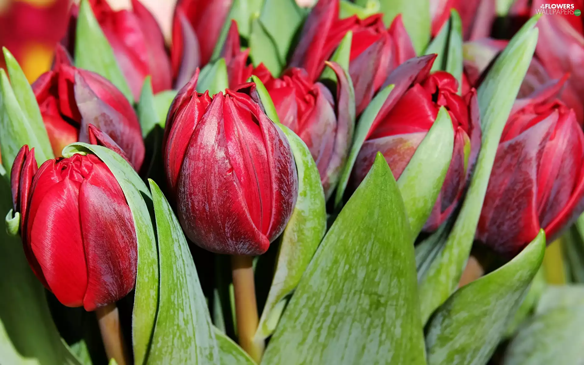 Flowers, Tulips, rapprochement, Red