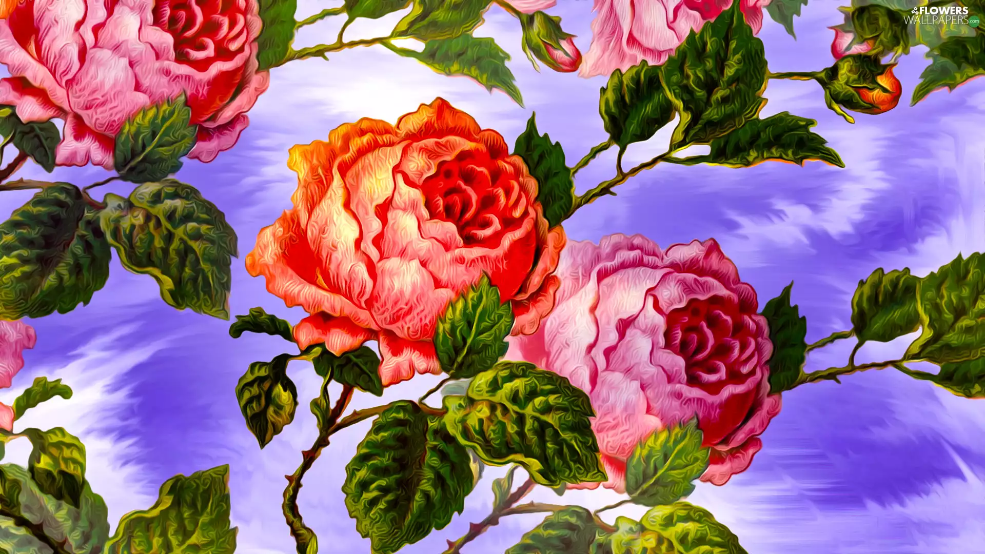 Pink, graphics, roses, red hot, Flowers