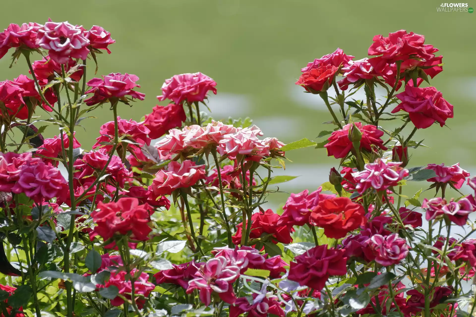 Flowers, Pink, roses, Red
