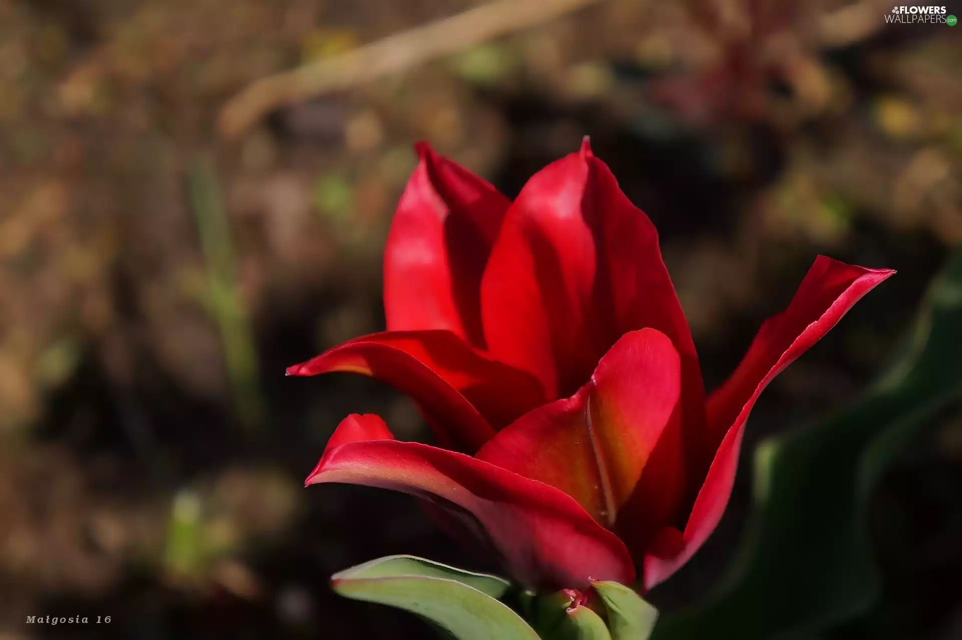 flower, flakes, tulip, Red, Colourfull Flowers