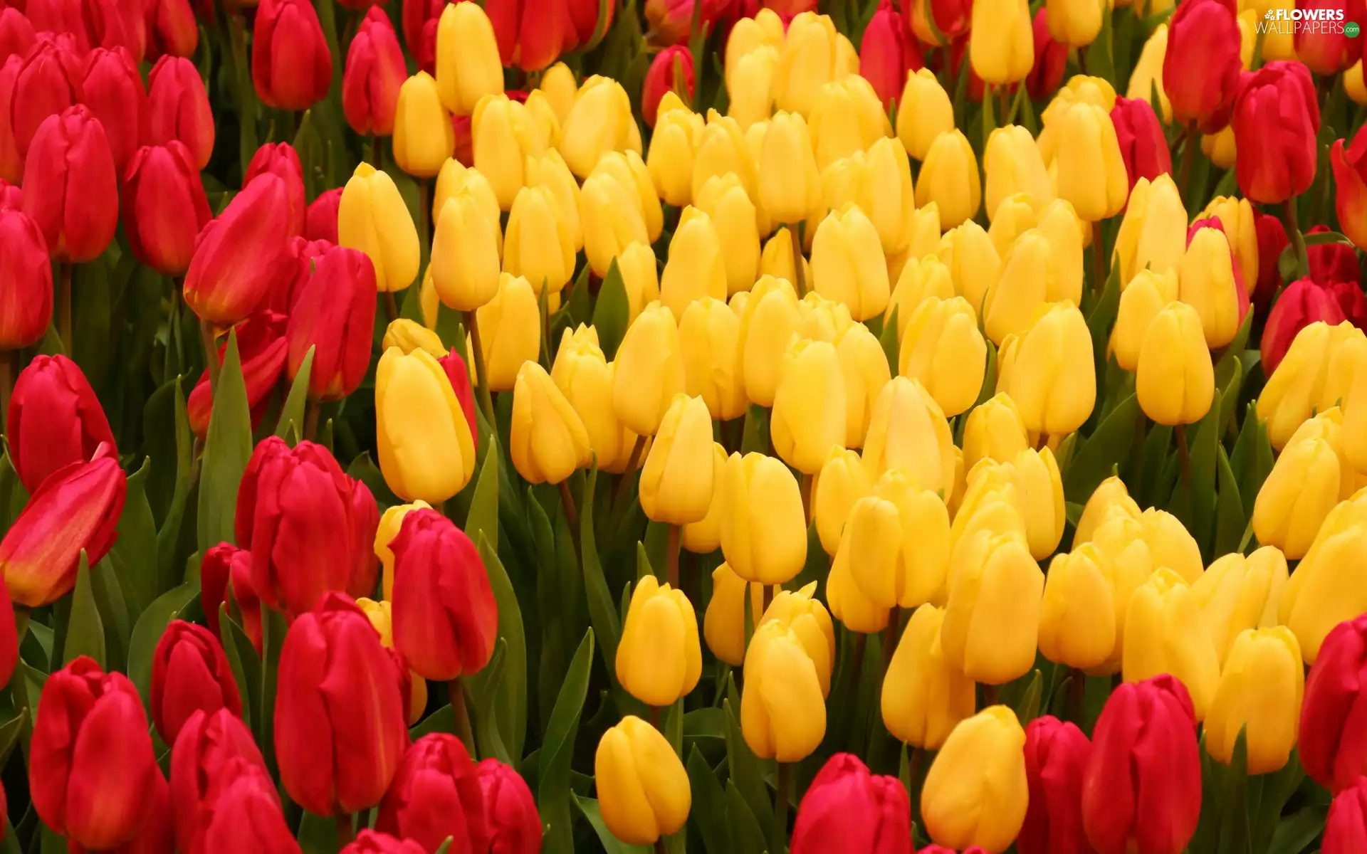 Flowers, Yellow, Tulips, Red