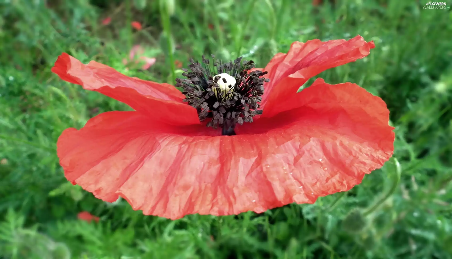 nature, red weed, Red, Colourfull Flowers