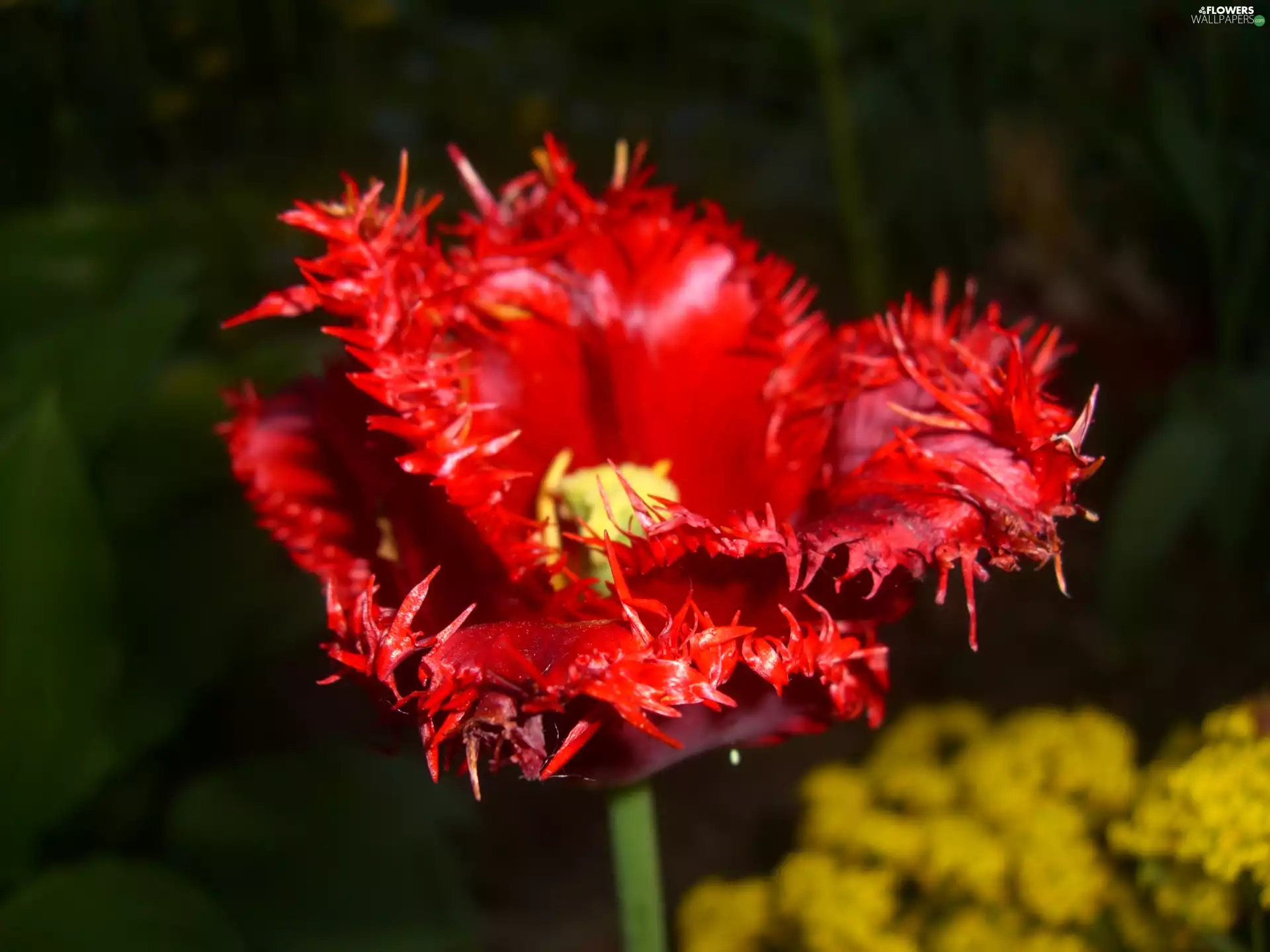 tulip, Red, frayed, Colourfull Flowers