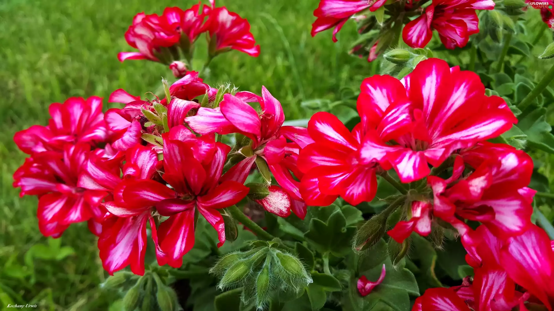 Red, geraniums