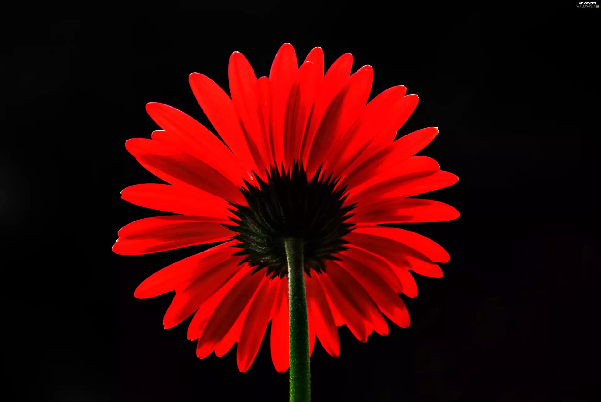 red hot, Gerbera