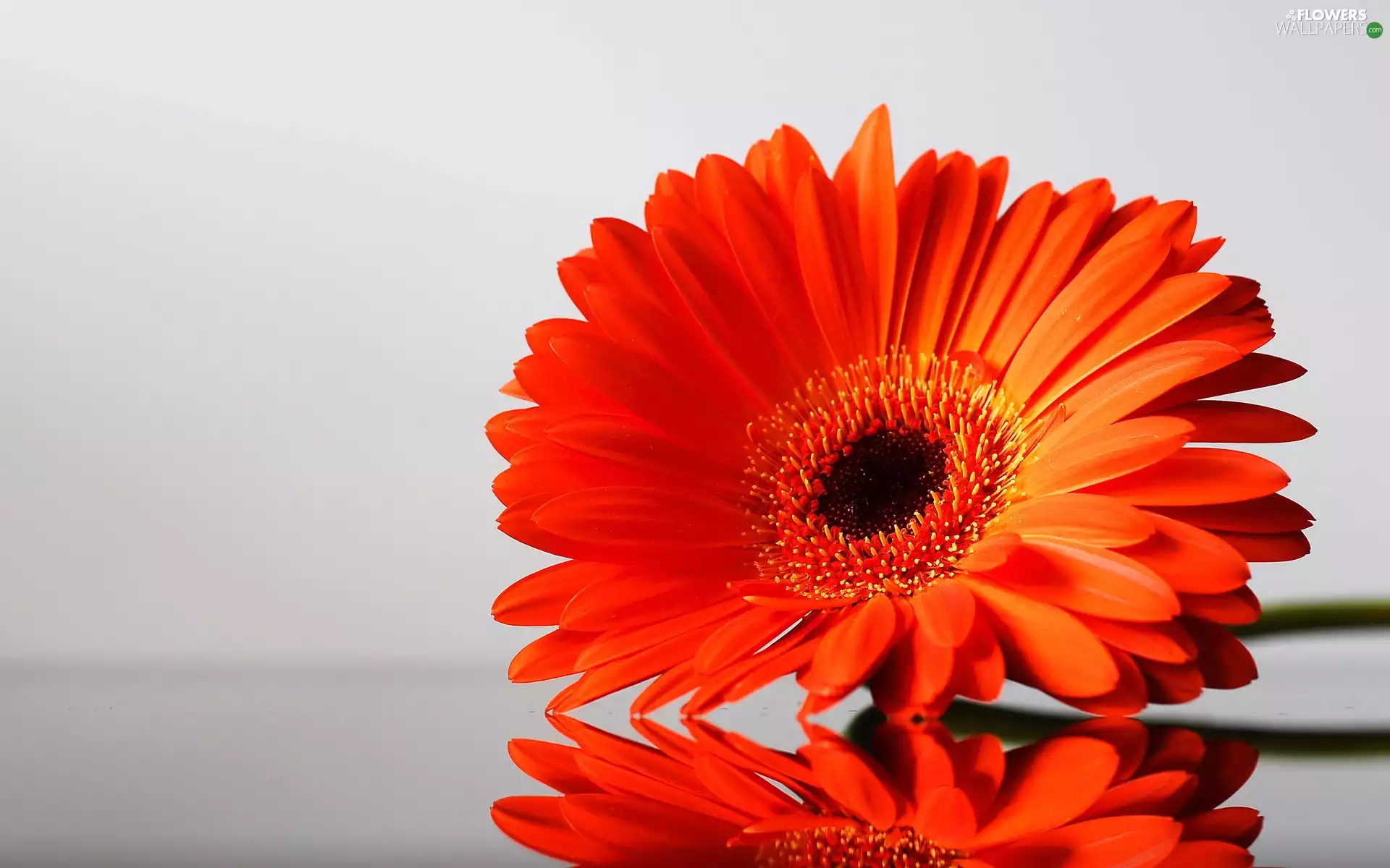 red hot, Gerbera