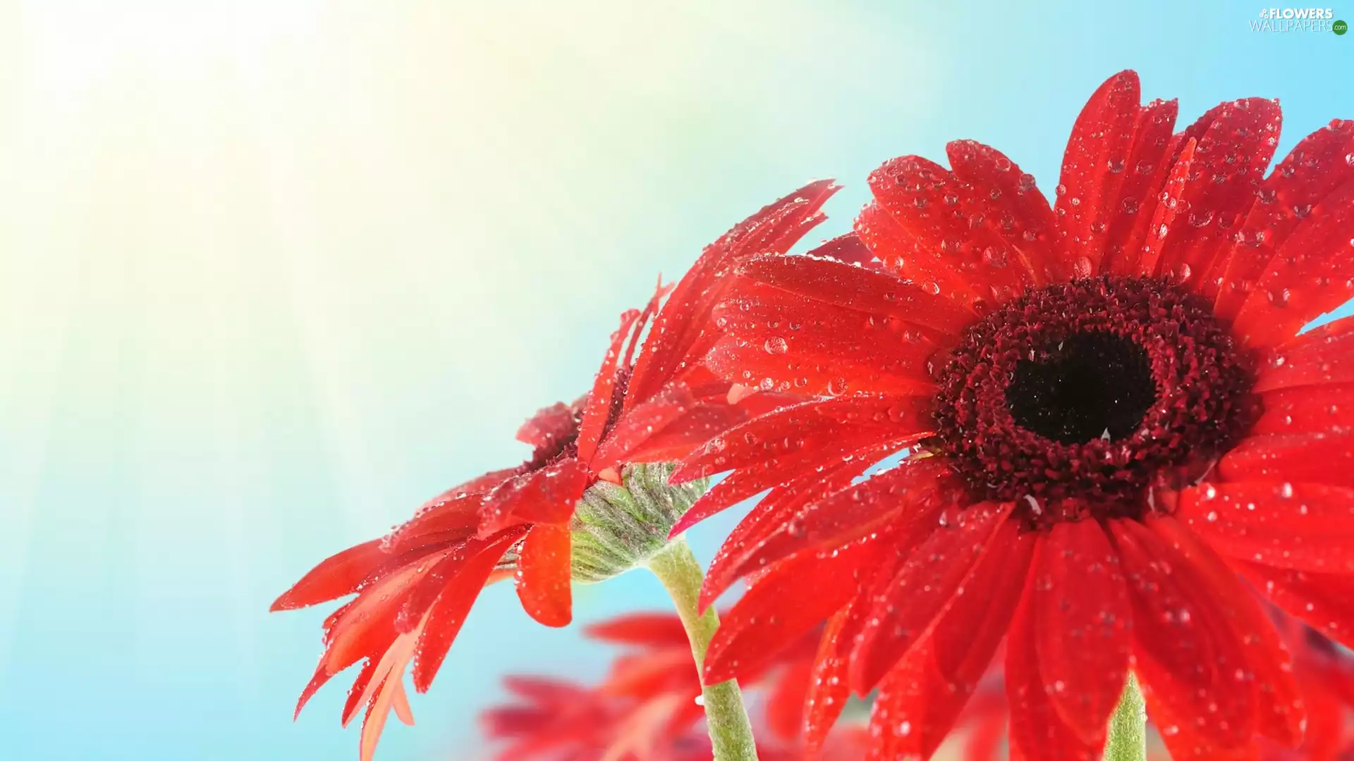 Red, gerberas