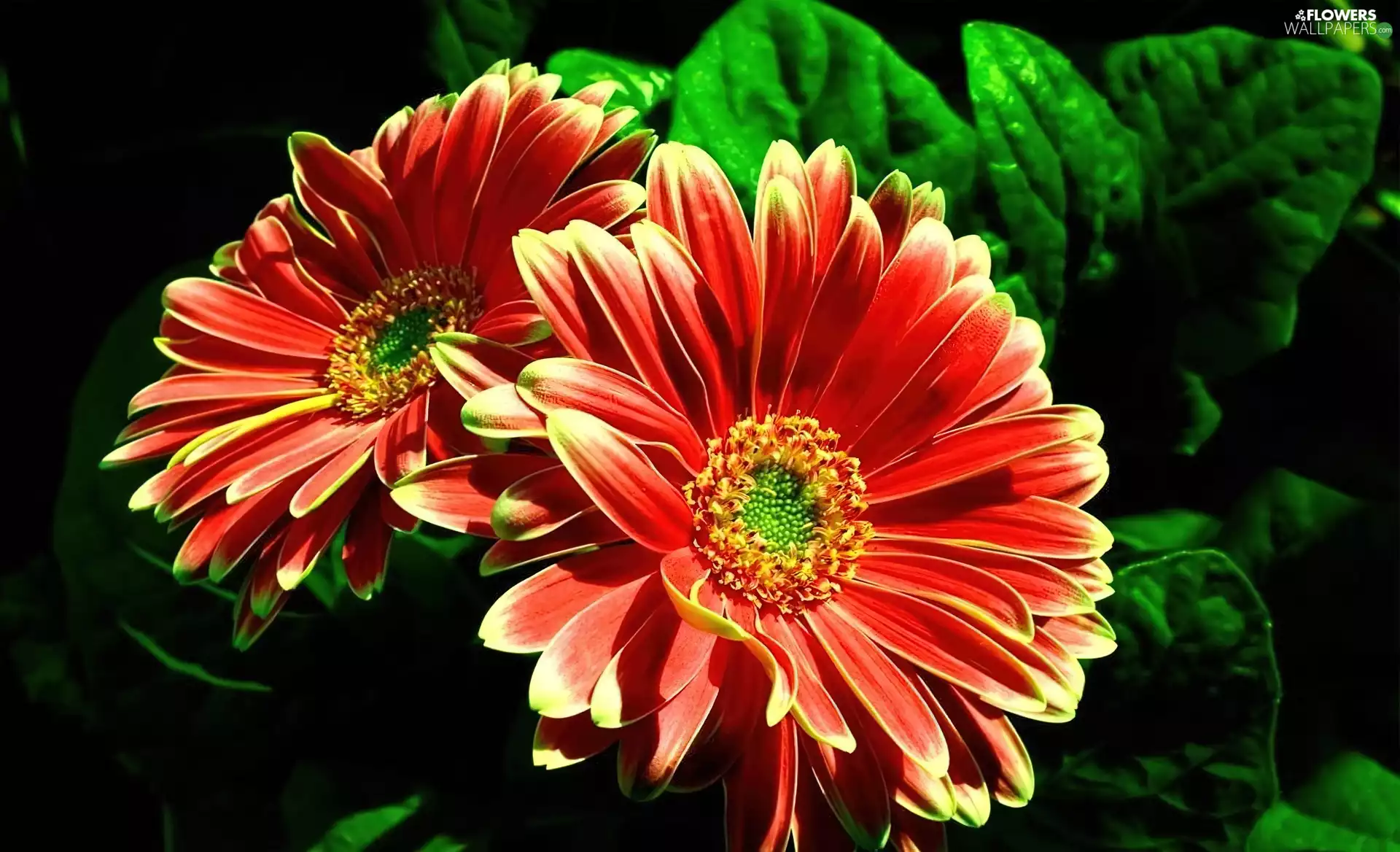 Red, gerberas