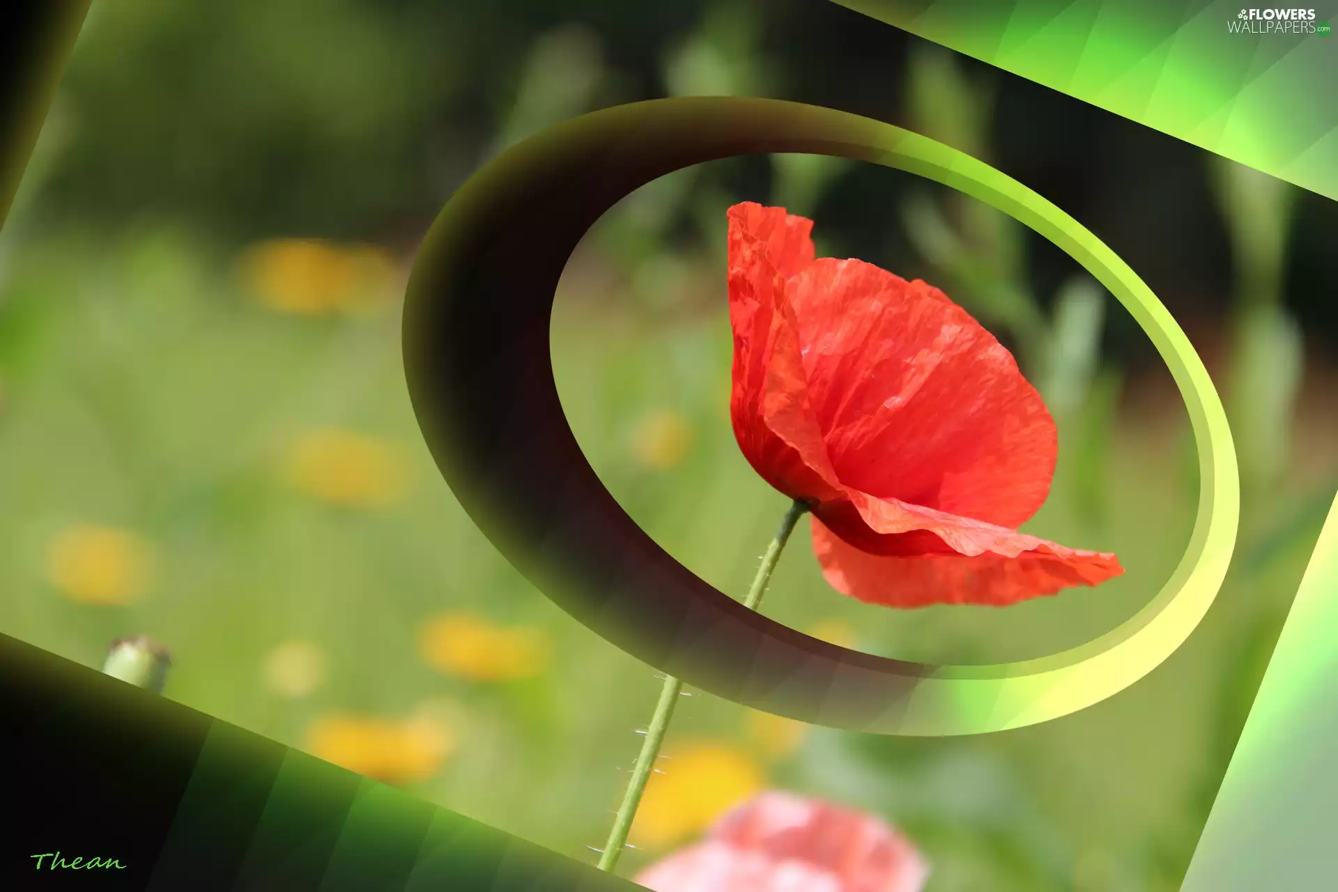 Computer Graphics, Red, red weed