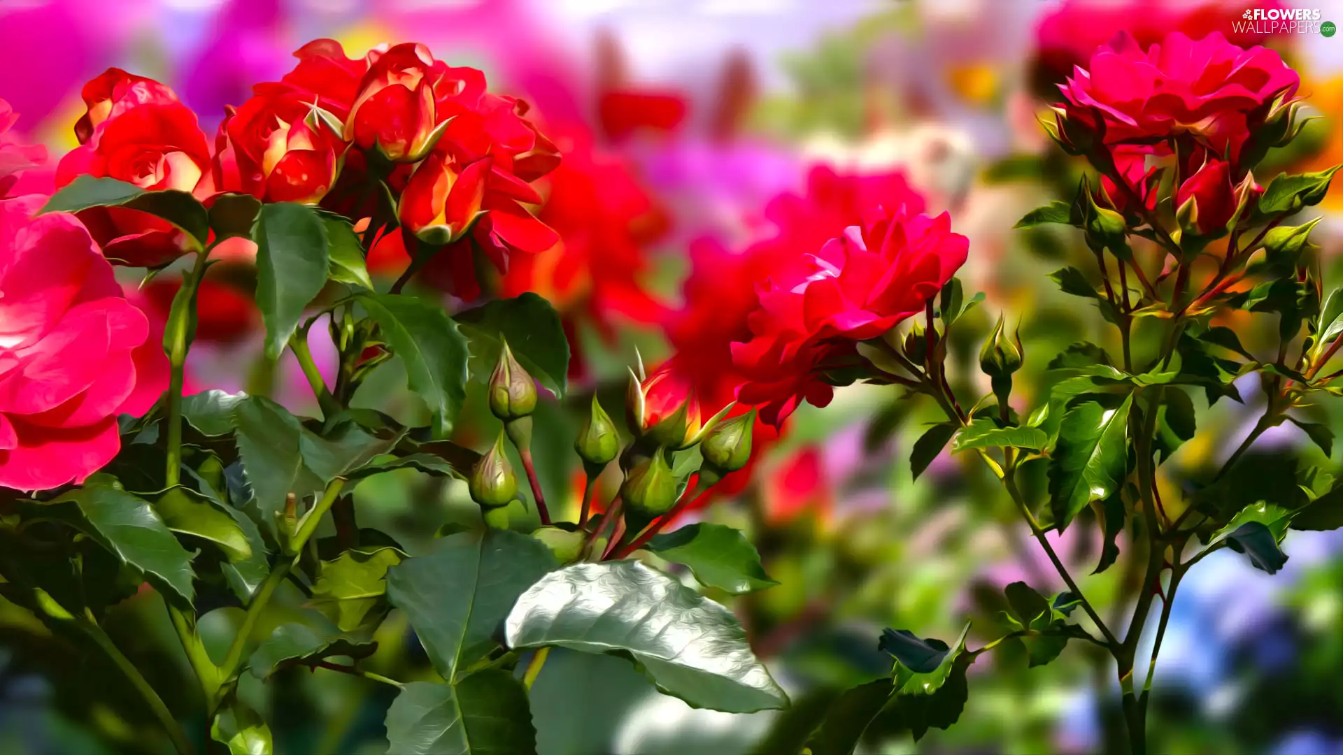 roses, Buds, Flowers, Red, 2D Graphics