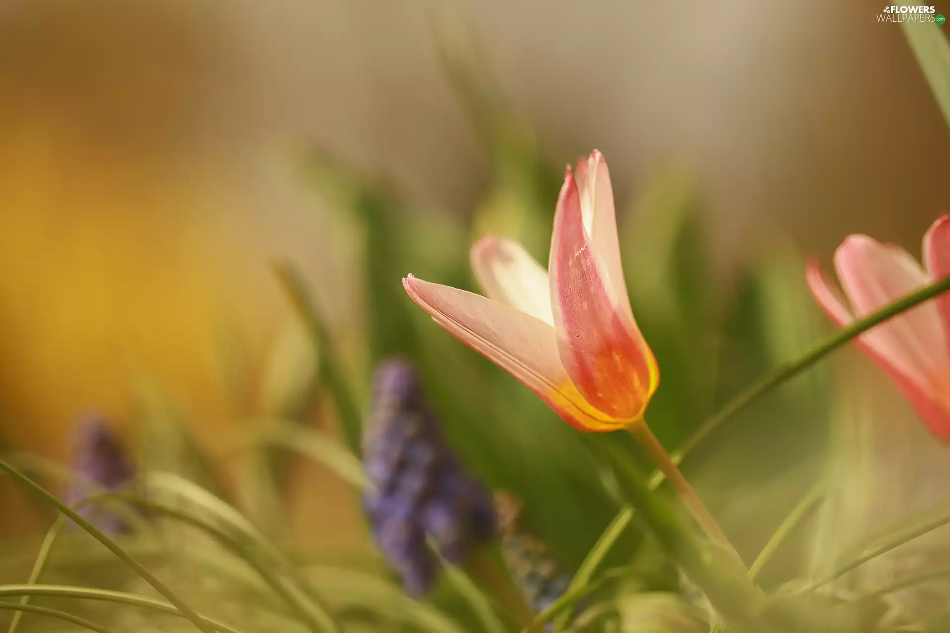 tulip, Red, grass, Colourfull Flowers