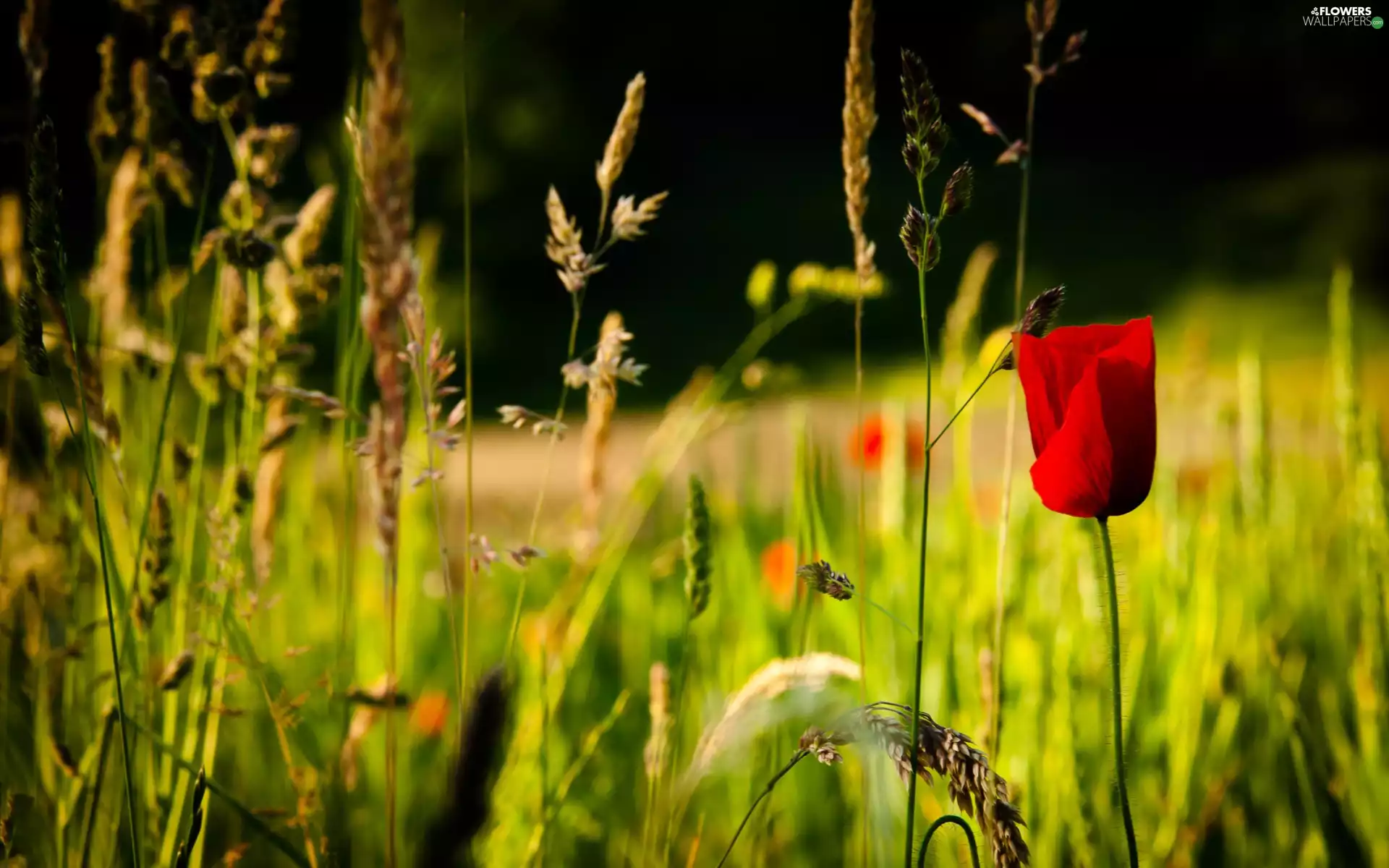 grass, Field, red weed