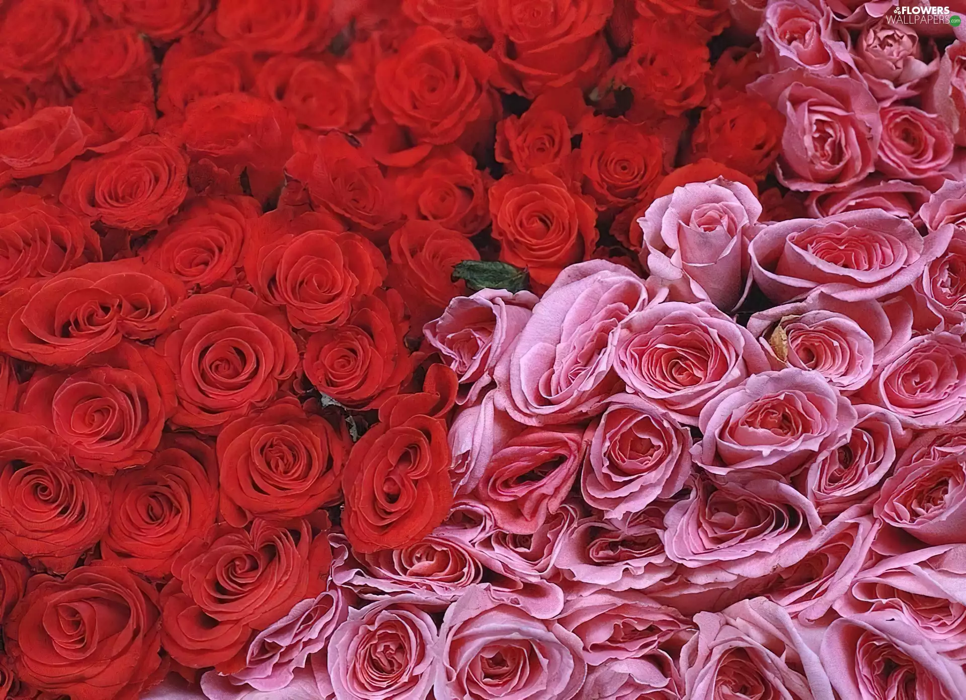 heads, pink, roses, red