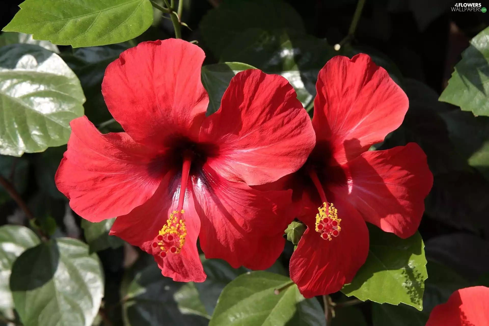Red, hibiskus