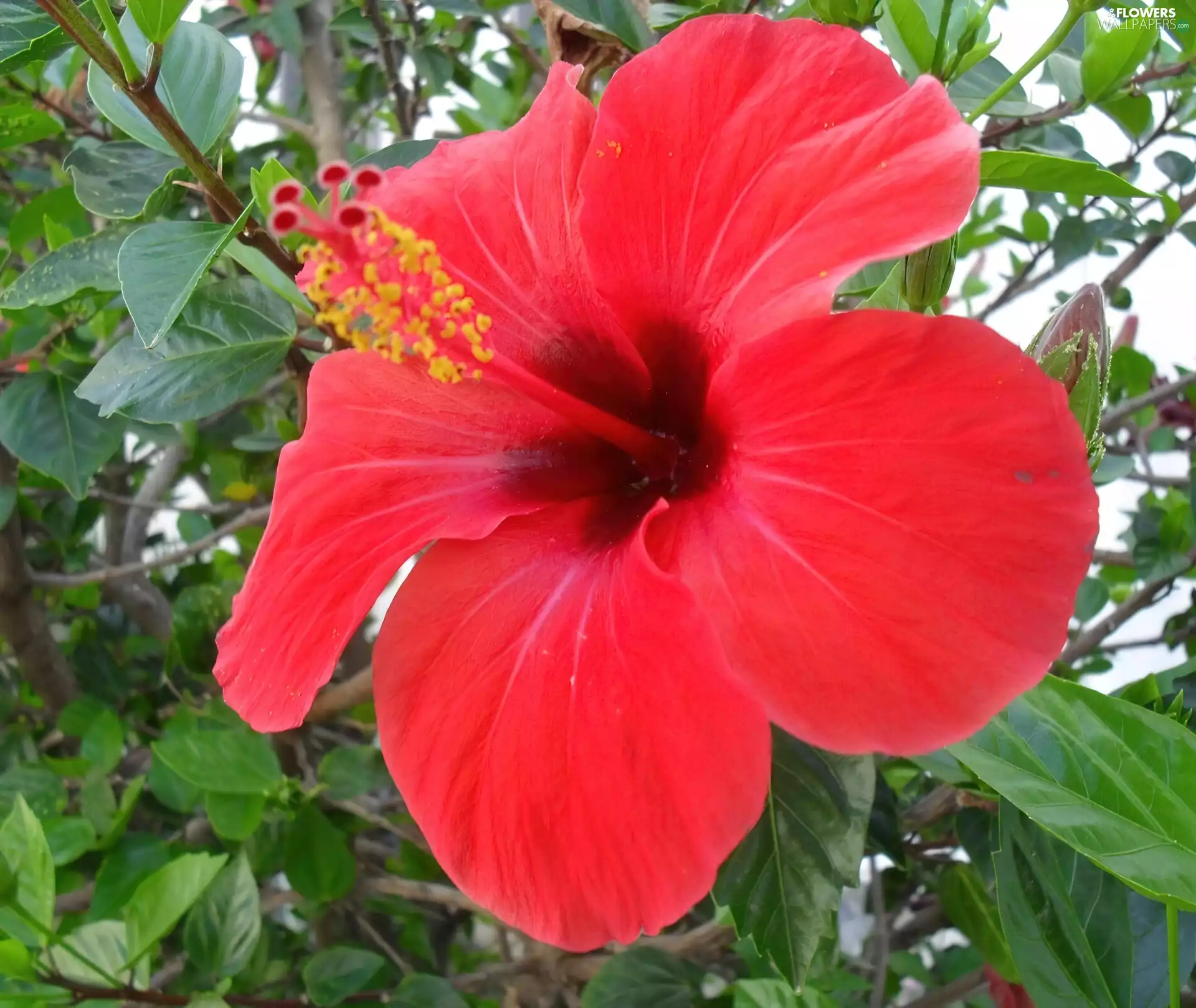 Red, hibiskus